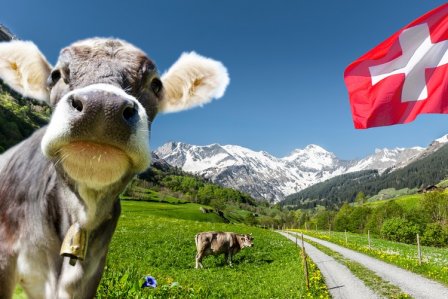 Kuh auf der Alm in der Schweiz